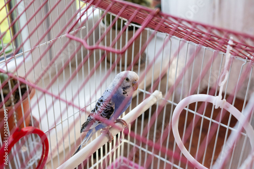 A small parakeet rests on a perch inside its pink cage, near a window.