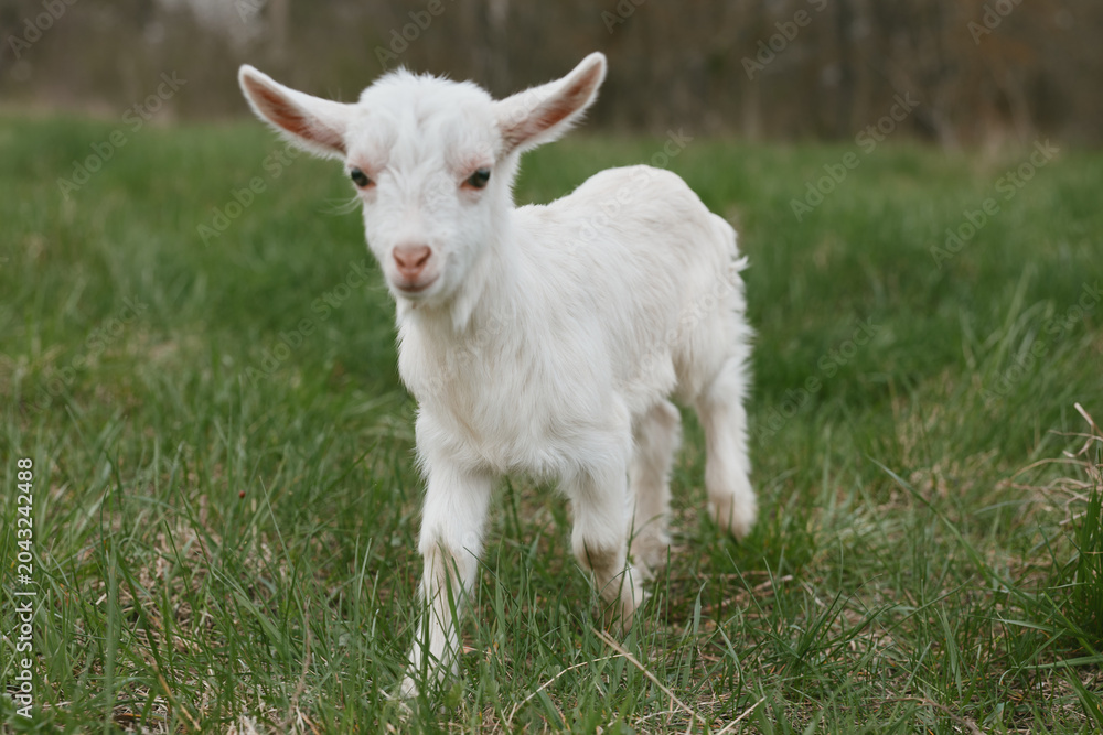 Fototapeta premium Goat kid explores a sunlit meadow, curious and playful, amid green grass and open pasture, capturing a simple rural lifestyle moment with natural colors and fresh air