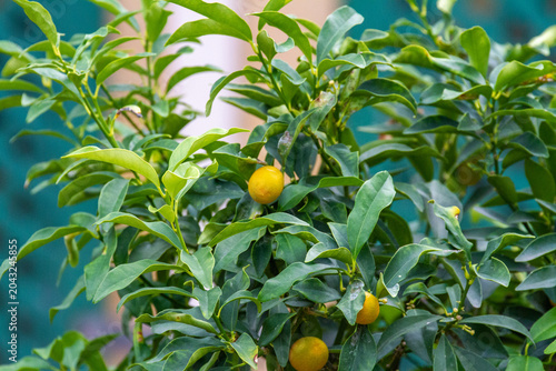 Ripe orange kumquat fruits growing on green branches of citrus tree in January. Ornamental fruit shrub in botanical garden. Ayia Napa, Cyprus.