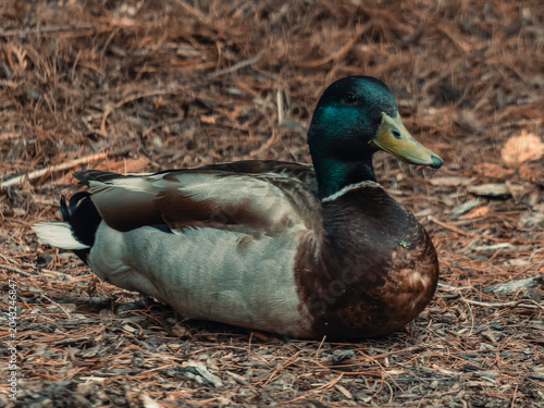Obraz na plátně A male drake mallard duck resting on a natural forest floor covered with brown p