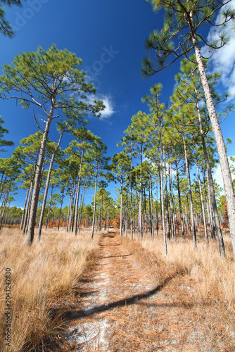 A sandy trail winds through a longleaf pine ecosystem in Croatan National Forest, where tall pines and native grasses thrive beneath a clear blue sky.