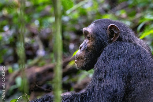 Adult chimpanzee, pan troglodytes, in the tropical rainforest of Kibale National Park, western Uganda. The park conservation programme means that some troupes are habituated for human contact.