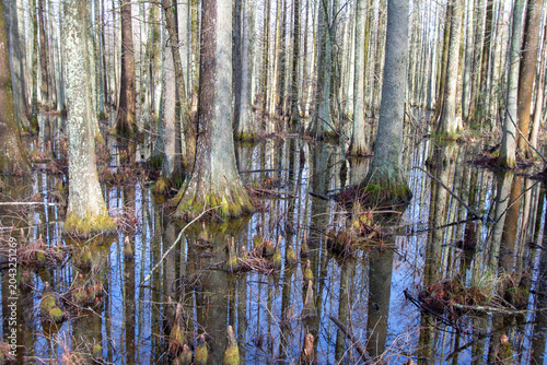 Bald cypress trees and cypress knees rise from still floodwaters near Lake Mattamuskeet, creating reflections in a quiet coastal wetland ecosystem.