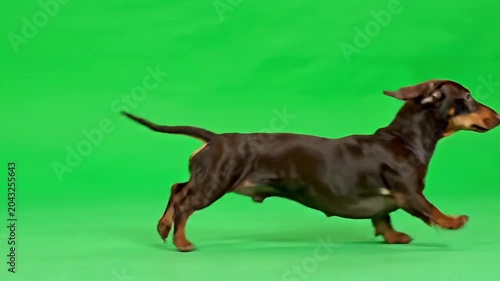 Energetic dachshund dog running playfully on a vibrant green background.