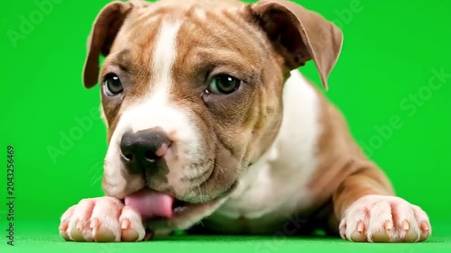 Adorable pit bull puppy with expressive eyes licking its paw on a vibrant green background