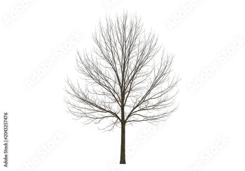 Leafless tree silhouette with bare branches standing upright isolated on white background