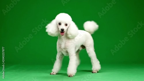 Playful white poodle with fluffy fur stands on a vibrant green background.