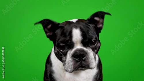 Curious Boston Terrier dog with expressive eyes against a vibrant green background, looking directly at the camera.