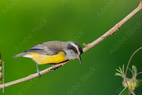 Bananaquit