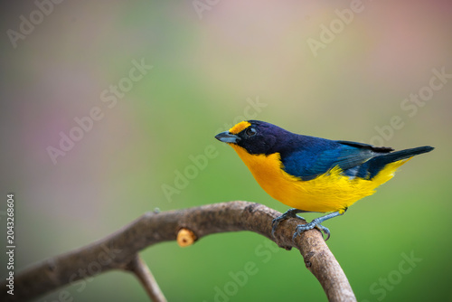 Violaceous Euphonia
