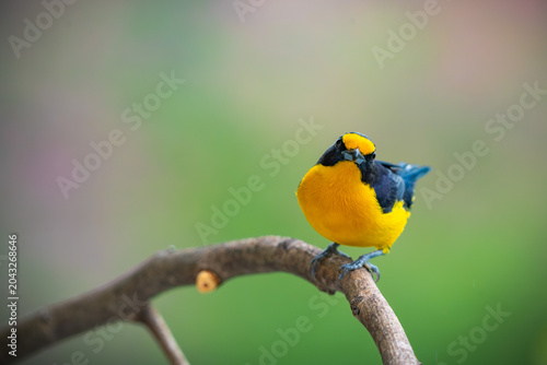 Violaceous Euphonia
