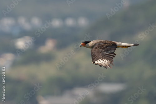 Crested Caracara
