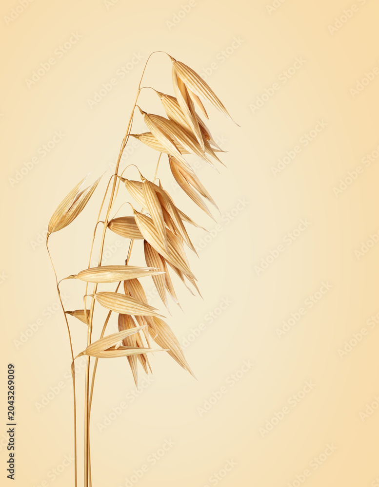 Obraz premium Dried oat plant close up isolated on beige background