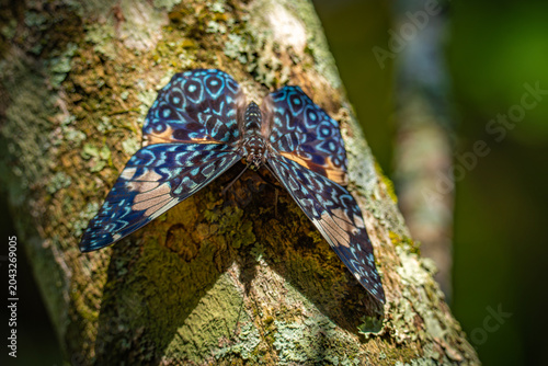 Hamadryas amphinome