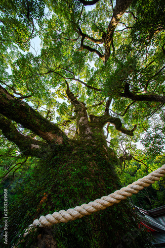 Sunlit Ancient Tree Canopy at Traditional Japanese Temple