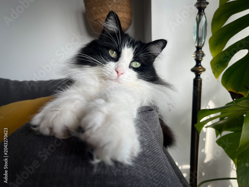 Gato blanco y negro descansando sobre el respaldo de un sofá en un hogar acogedor 