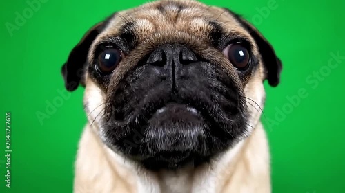 Close-up portrait of a curious pug dog with big eyes against a vibrant green background.