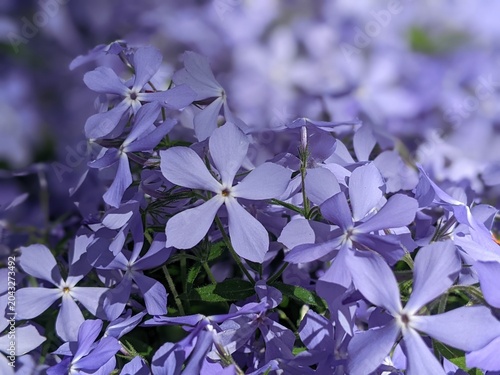 Phlox divaricata - wild sweet william - woodland phlox - wild blue phlox