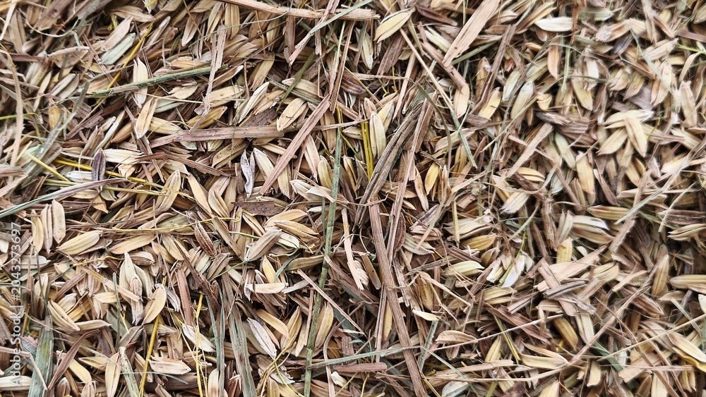 Obraz premium Close up of dry rice husk texture background (2)