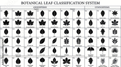 Photos Botanical Leaf Classification System Chart: Angiosperms and Gymnosperms
