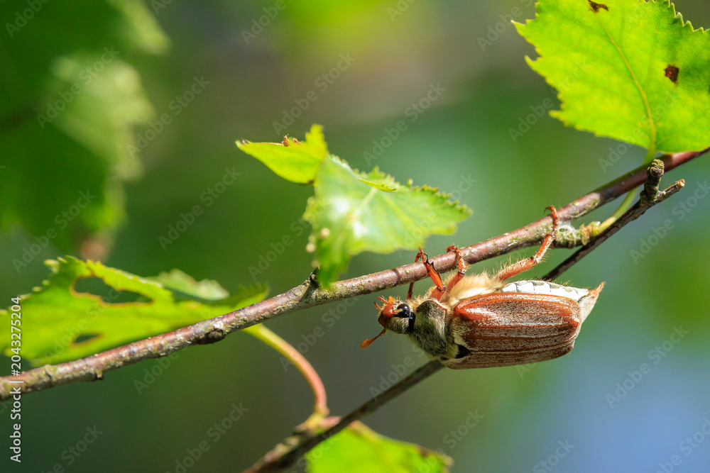 Obraz premium A common cockchafer, Melolontha melolontha, foraging in a tree