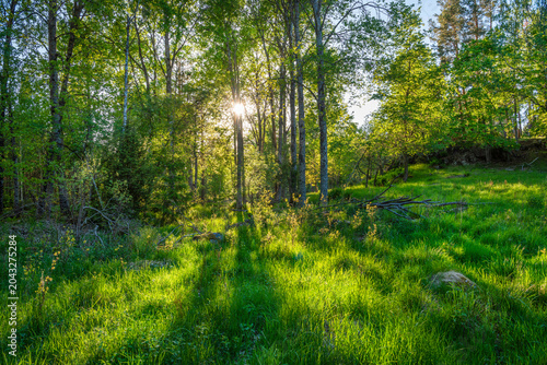 Konstfotografi Spring green forest in Sweden during daytime