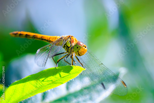 Common Darter Sympetrum striolatum female