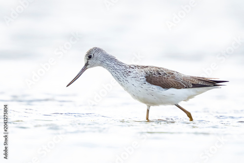 Common greenshank, Tringa nebularia, foraging in wetlands