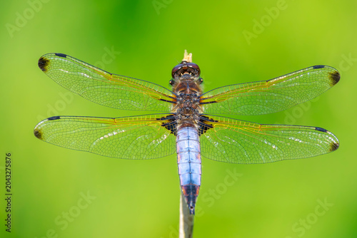 Scarce chaser, Libellula fulva, resting on vegetation