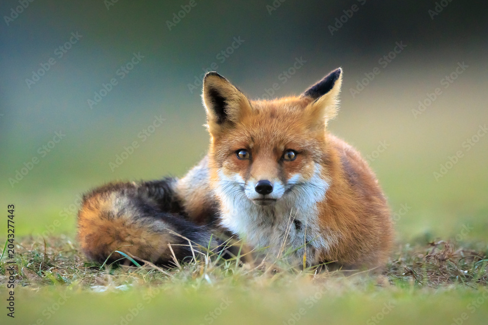 Fototapeta premium Wild red fox, vulpes vulpes, foraging in a meadow