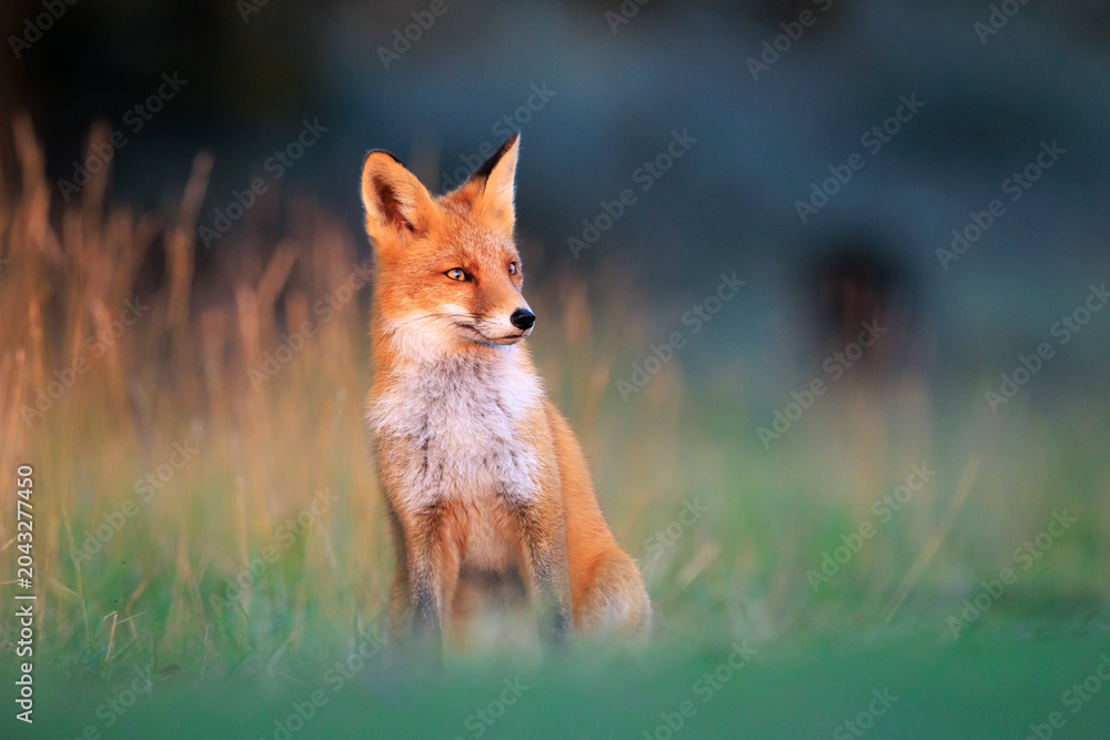 Naklejka premium Wild red fox, vulpes vulpes, foraging in a meadow