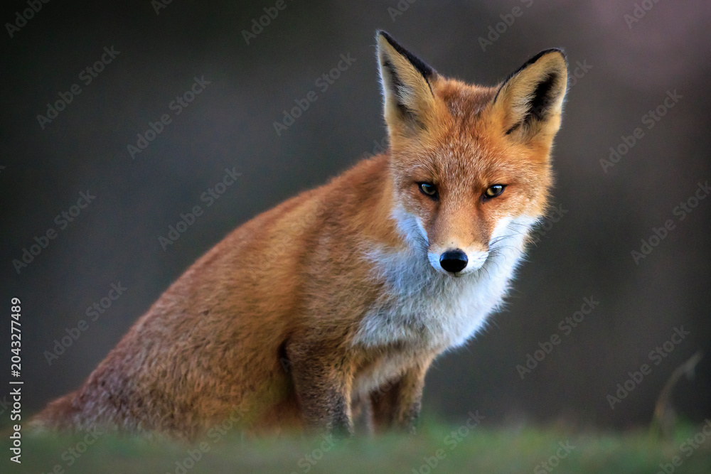 Naklejka premium Wild red fox, vulpes vulpes, foraging in a meadow