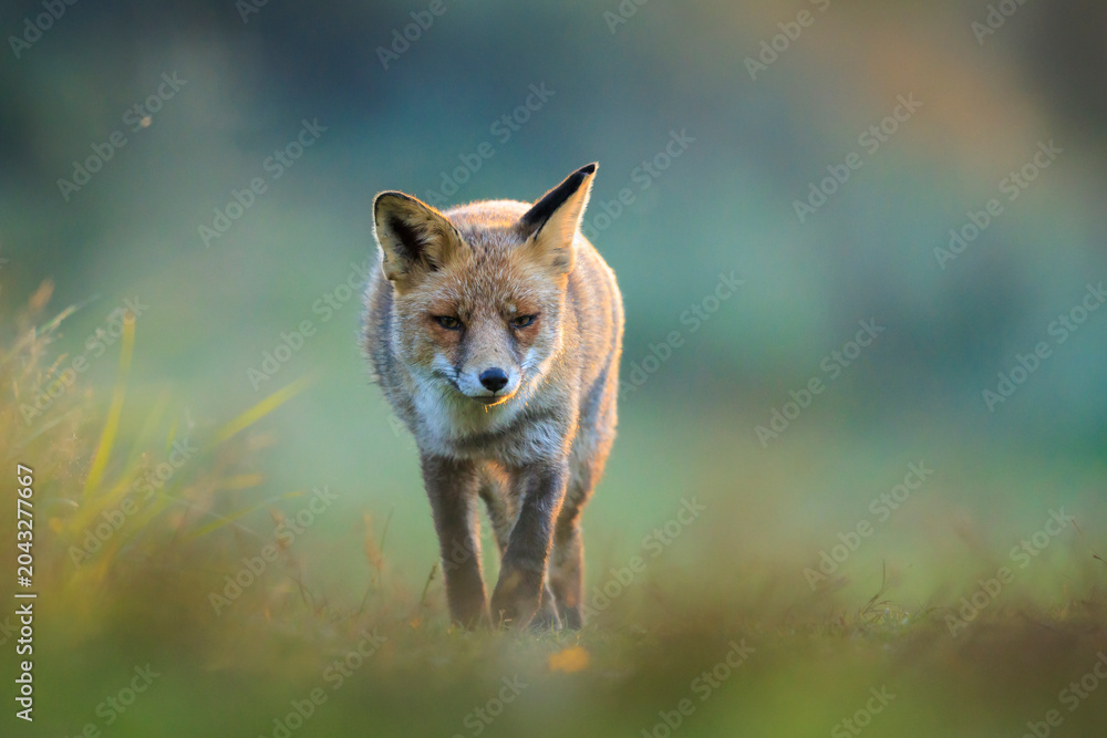 Naklejka premium Wild red fox, vulpes vulpes, foraging in a meadow