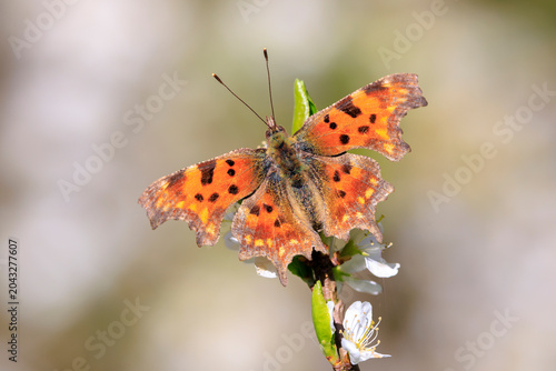 Comma butterfly Polygonia c-album feeding nectaron white flowers
