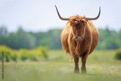 Closeup of brown red Highland cattle, Scottish cattle breed (Bos taurus) with big long horns