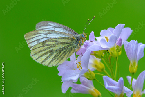 Green-veined white butterfly, Pieris napi,  feeding on cuckooflowers