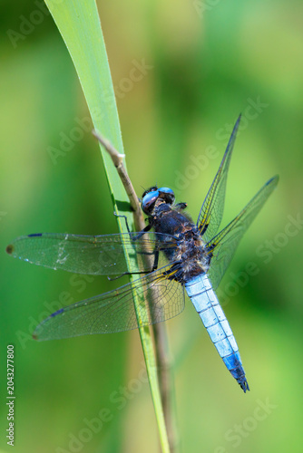 Scarce chaser blue colored male, Libellula fulva, resting on vegetation