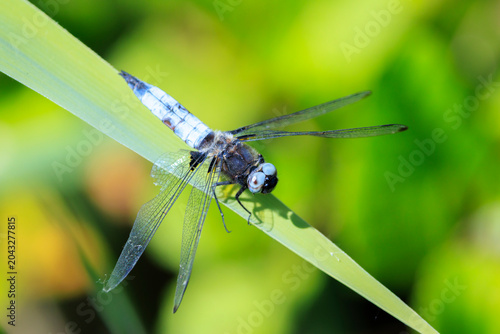 Scarce chaser blue colored male, Libellula fulva, resting on vegetation