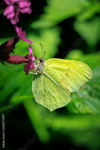 Tableau sur toile Common brimstone butterfly gonepteryx rhamni, on Buddleja
