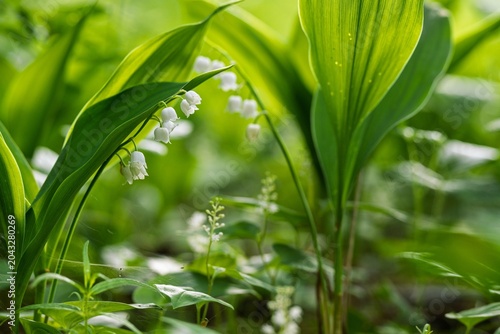 Foto Close Up of Delicate Lily of the Valley Flower in Spring Forest, Beautiful Bloom