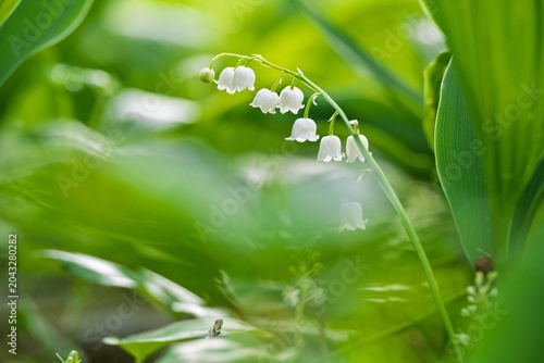 Foto Close Up of Delicate Lily of the Valley Flower in Spring Forest, Beautiful Bloom