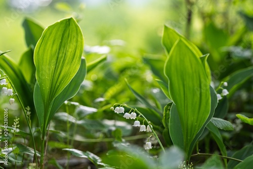 Bild auf Leinwand Close Up of Delicate Lily of the Valley Flower in Spring Forest, Beautiful Bloom