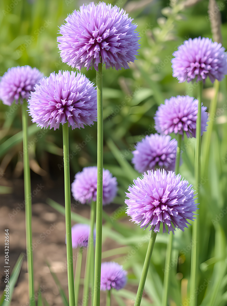 Obraz premium Allium