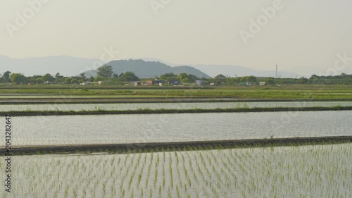 Young Rice Seedlings Growing in a Flooded Paddy Field After Planting