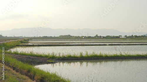 Young Rice Seedlings Growing in a Flooded Paddy Field After Planting