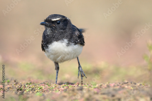 A wild willie wagtail (Rhipidura leucophrys) running head-on towards camera, isolated against a clean, out of focus background, Victoria, Australia 