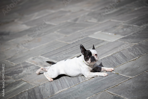chien