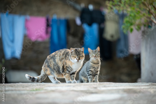 chats