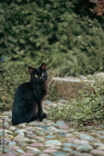 chat