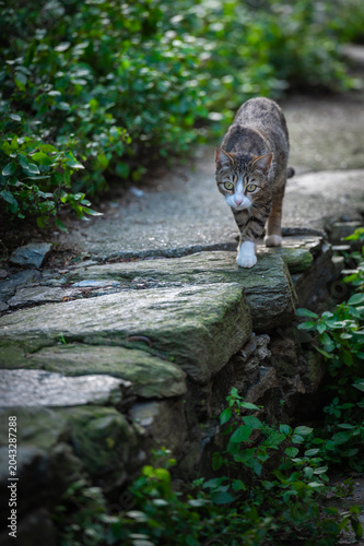 chat